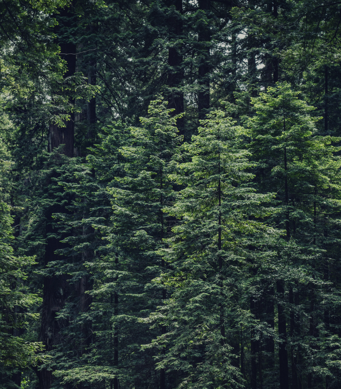 A forest of trees