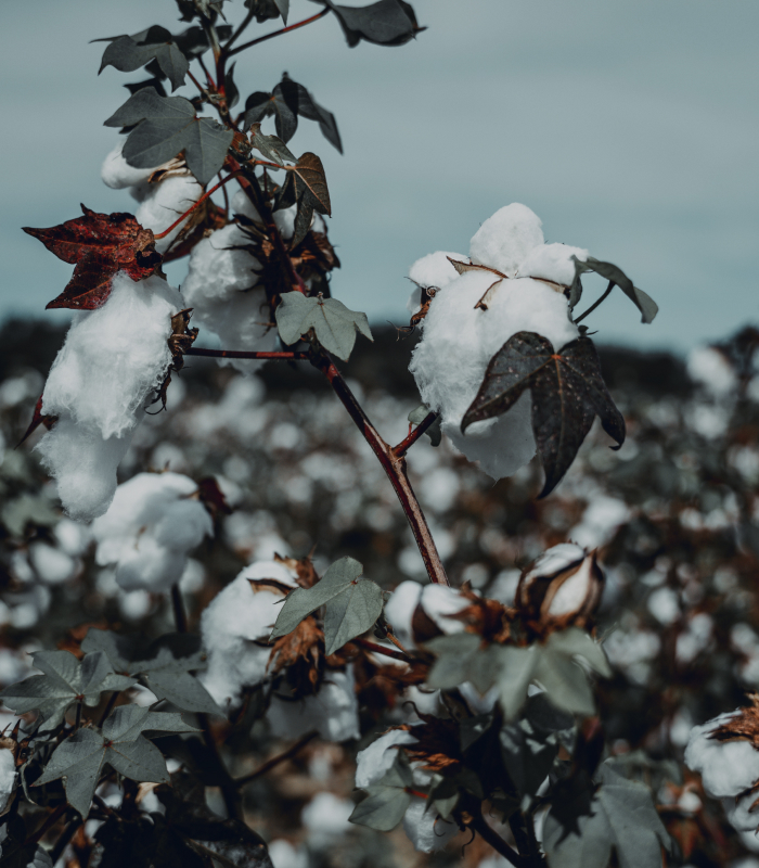 Frost on a tree